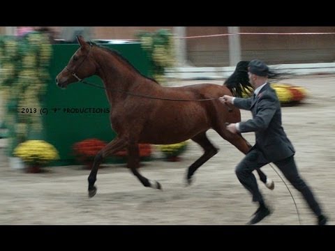 CZATERIA, 2009 arabian mare, Autumn Arabian Horse Auction 2013, Janów Podlaski Stud