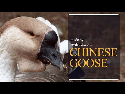 , title : 'Chinese Goose'