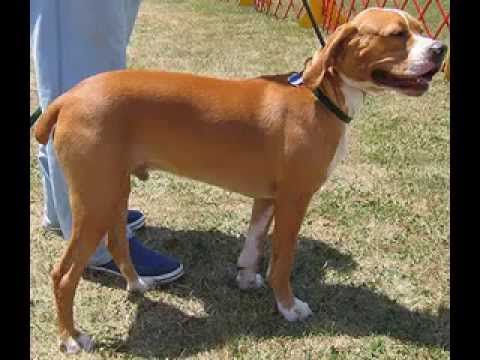 Pointer dog picture gallery Video