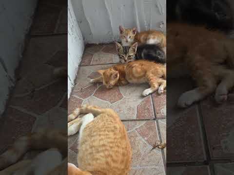 Gatos En Siesta RCAG FL 25 #cats