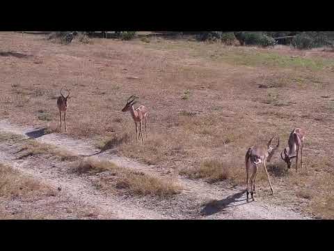Djuma: Impala bachelor herd - 10:46 - 05/30/21