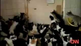 CAT MOSHPIT [ADTR ORIGINAL]