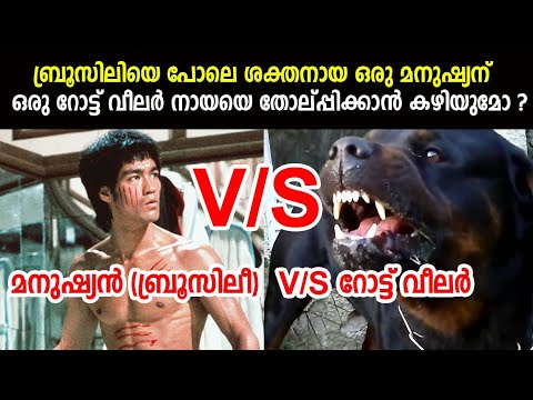 Man (Bruce Lee) V/S Rottweiler Dog | Who would win?  Can Bruce lee defeat a Rott?  ബ്രൂസ് ലീ