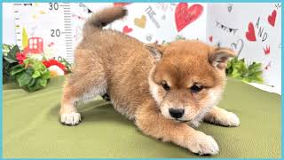 ペットショップCOO&RIKU No00703823(豆柴)