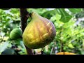 Super Early Fig Varieties | First of the Main Crop Figs Ripening without a Headstart