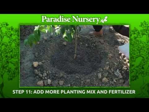 How to plant a 15 gallon size tree