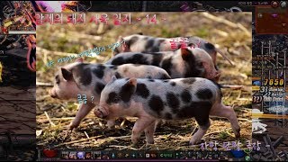 암제의 돼지 사육 일지 ~ 14 ~ 헬영상 엑기스!