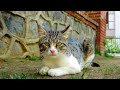 Cat Meowing Loud Thinks The Cat Next To Him Is Bothering Him Lucky Paws