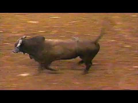 Red Wolf bucks Beau Lindley - 97 PBR Birmingham