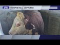 Escaped bull in Barrington Hills found safe