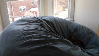 Giant Cat Bed Timelapse