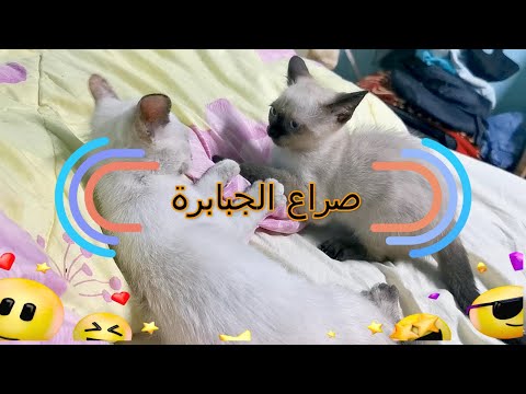 قطط مضحكة جداً - اضحك مع القطط حتي البكاء الجزء الأول