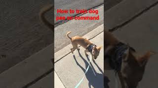 How to train dog pee on command