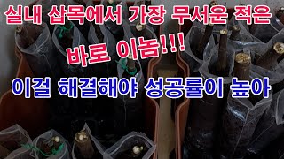실내 삽목에서 가장 무서운 적은 바로 이놈!!! 이걸 해결해야 삽목 성공률 올릴 수 있어 (삽목 방법, 녹지…