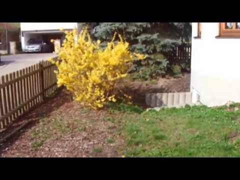 Mehrgenerationenhaus in Wiesenbach und jetzt die Garage und Garten