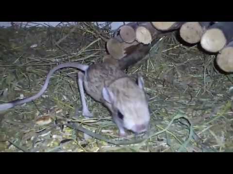 5 weeks old lesser jerboa baby