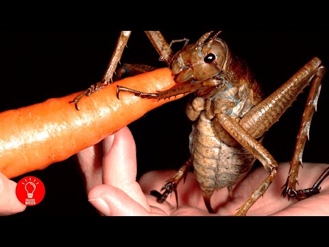 Die größten Käfer der Welt