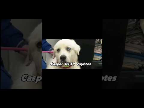 Casper vs 11 coyotes #shorts #youtubeshorts