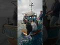 This Mermaid Footage Is Breaking the Internet! #mermaid #mermaids #fishing #boat #UFO