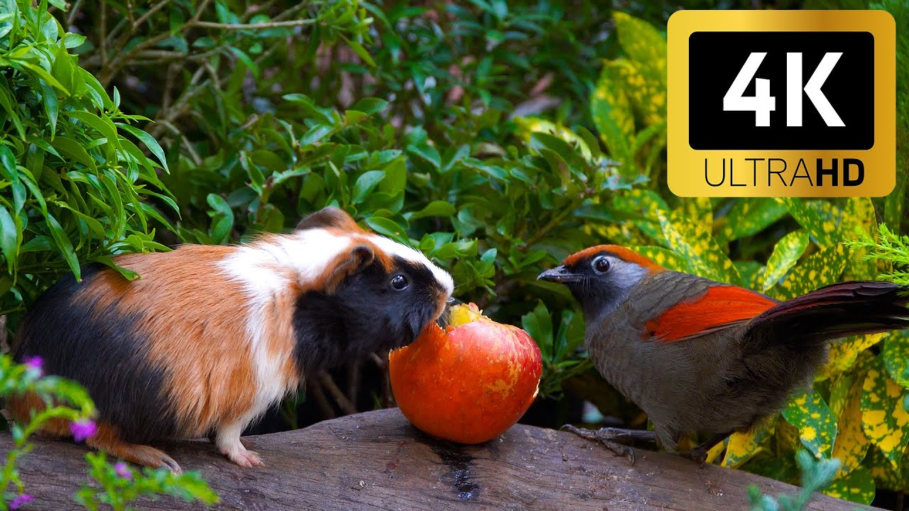 Perfect Cat TV 😺 Birds & Squirrels in Action 🐦 Games for Cats in 4K HDR 60FPS