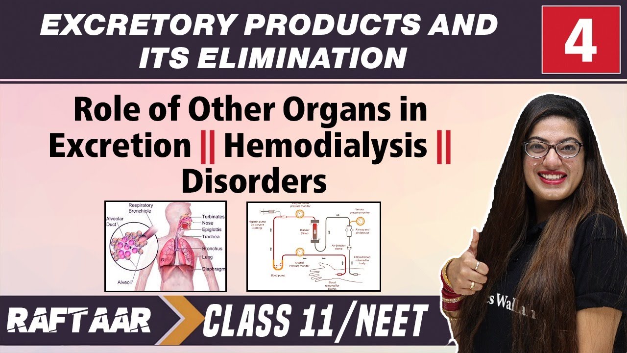 Excretory Products and its Elimination 04 || Role of Other Organs in Excretion | Class11/NEET