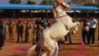 preview picture of video 'Dance performance by Horse, Pushkar fair'