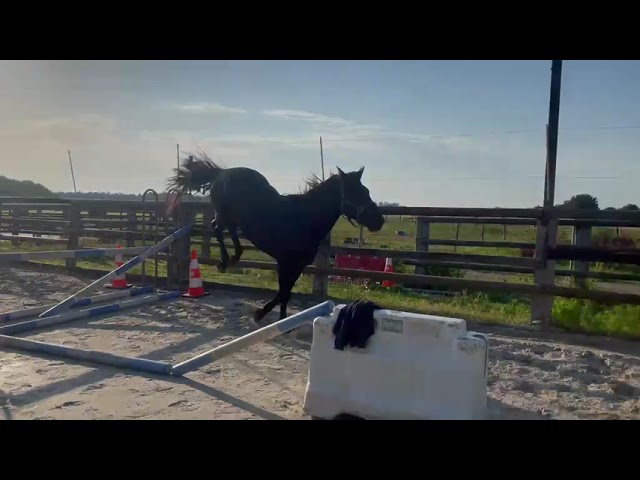Magnifique m&acirc;le d&rsquo;avenir pour le CSO ou CCE 