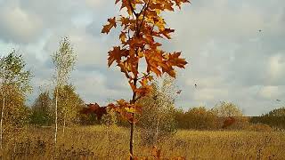 Подствольная камера для охоты.
