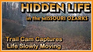 “Trail Camera Captures Hidden Life of the Missouri Ozarks— Life slowly moving”