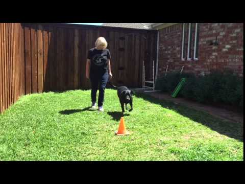TEAM Circle object PASS Brinkley