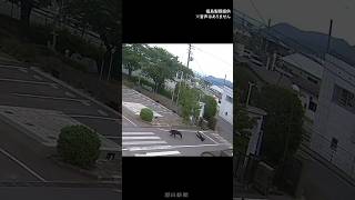 「従業員がかまれた」福島市の工場敷地内にクマ現れ住民含む4人がけが　住宅街周辺、近隣の学校は臨時休校