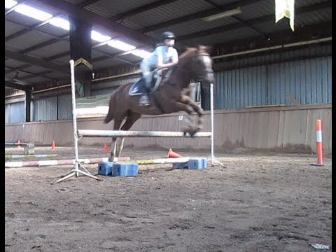 Rosco jumping: 10/11/2012