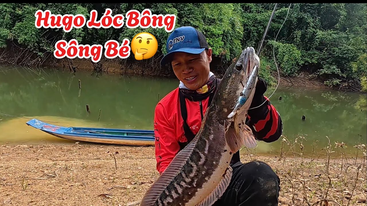 Truy Tìm Lóc Bông Khủng Sông Bé, Đụng Hàng Lóc Bông Bù Gia Mập - Phần 1