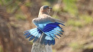 Indian Roller Bird - A Beautiful Close up View - नीलकण्ठ