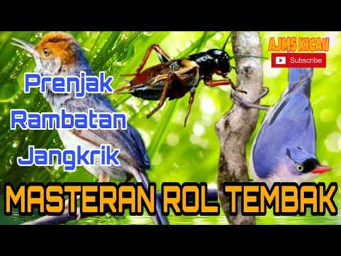 Masteran roll tembak [ Rambatan, Prenjak, Jangkrik]