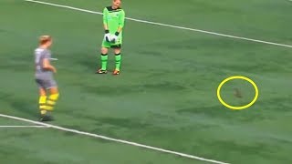 Animais em Campos de Futebol -Momentos Engraçados