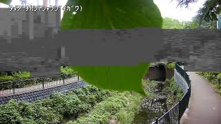 溜渕橋上流映像監視局