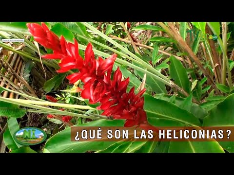 , title : 'Qué son las heliconias - TvAgro por Juan Gonzalo Angel Restrepo'
