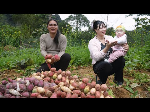 Harvesting Fresh Radishes and Taking Them to the Market | Farm Life. SURVIVAL ALONE