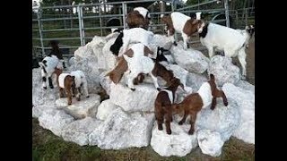 goat child is amazing