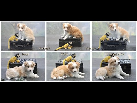 Starlight x Fantasy I-nest week 5