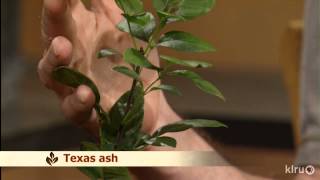 Central Texas Gardener|Oct. 6, 2012|Native Trees