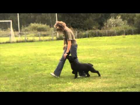 Ackey Levemar Obedience 3 months