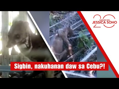 Sigbin, nakuhanan daw sa Cebu?! | Kapuso Mo, Jessica Soho