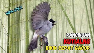 Download lagu Suara Burung Kutilang Gacor Garuda Paling Ampuh Untuk Masteran Dan Pikat mp3