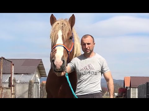 Armasarii lui Adi de la Tampla, Hunedoara - 2021 Nou!!!