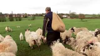 Roast Lamb Dinner: It's Time to Back British Farming