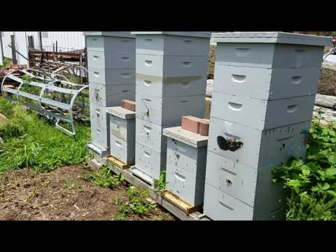 Selection is SCIENCE! Hive Activity Report 2017-06-24