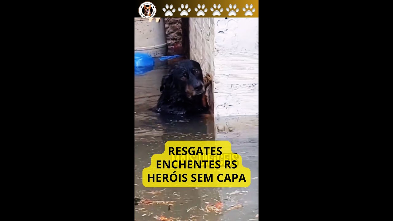 🐾Heróis sem Capa Resgates de Cães nas Enchentes RS #dog #heróissemcapa #cães #alphapetsconsultoria