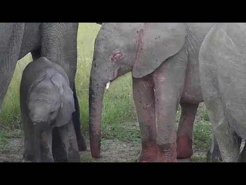 Djuma: Elephant herd with wee ones-including blue-eyed calf - 18:09 - 03/15/19